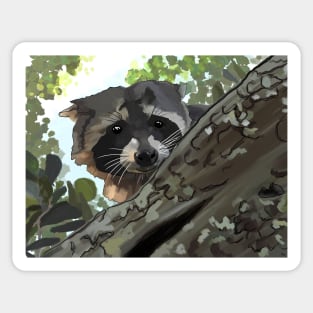 Peeking Baby Racoon Sticker